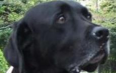 07-4-19 山わん吉a