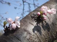 07-3-29 山　桜ﾗﾝﾄﾞ満開