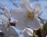 07-3-29 山　桜ﾗﾝﾄﾞ満開a