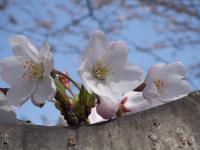 07-3-29 山　桜ﾗﾝﾄﾞ満開b