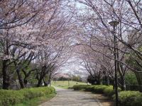 07-3-29 山　桜満開？