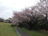 07-3-30 山　桜満開a