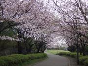 07-3-30  山　桜満開