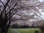 07-3-30 山　桜満開b