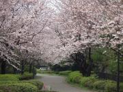 07-3-30 山　桜満開d