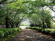 07-4-26　山　新緑0002