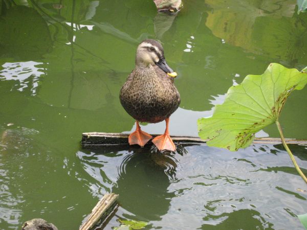 鴨