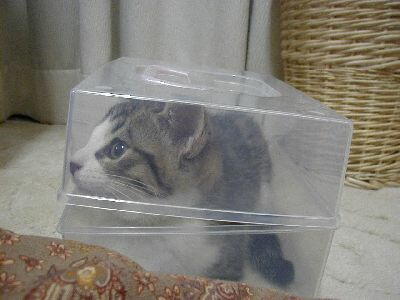 ぷちアイスin収納BOX