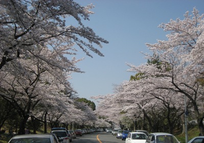 桜並木