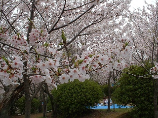 s-9992008 桜4.jpg