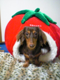 トマトのペット
