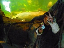 ピラルクと一緒に・・・