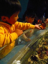 ヒトデをゲット！