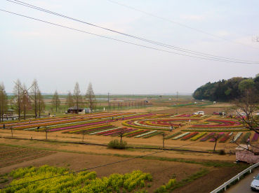 20090412tyurip8