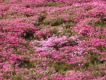 しば桜