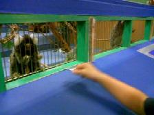 交通公園　サル