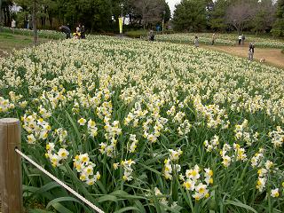 水仙まつり２