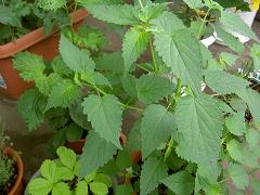 アニスヒソップ