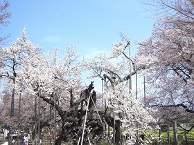 神代桜