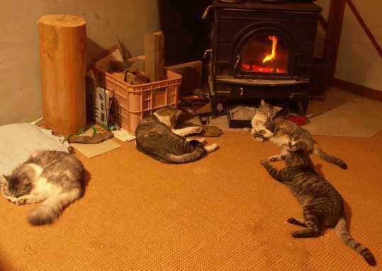 ４ねこ揃う