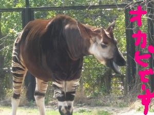 okapi.JPG