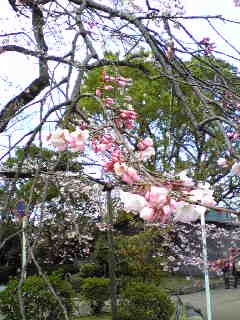 kyoto08034