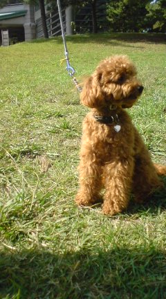 お友達　ロッキー君