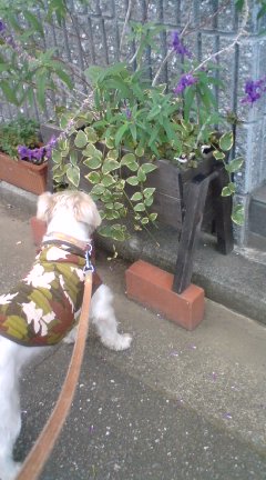 お婆ちゃんのお花