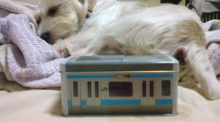 ゆうま君からのお土産