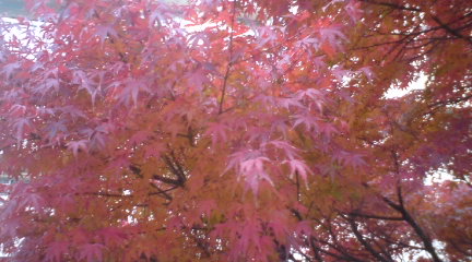 紅葉