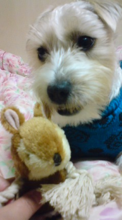 リスのおもちゃ１