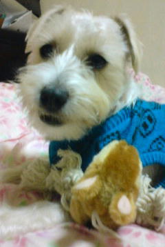 リスのおもちゃ２