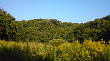 セイダカアワダチソウ