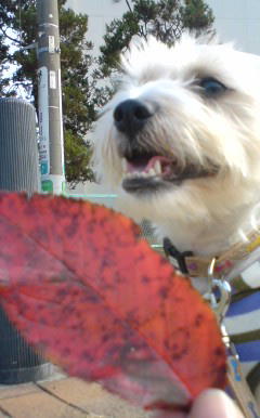 落ち葉とチャッピー