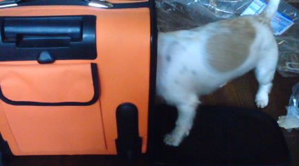 レイ君の臭いかな？