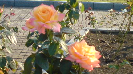 オレンジ色の薔薇