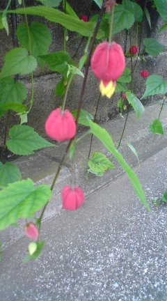 散歩の途中に咲いていた花