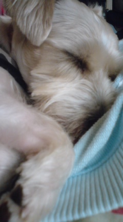 遊んでくれないから寝るよ