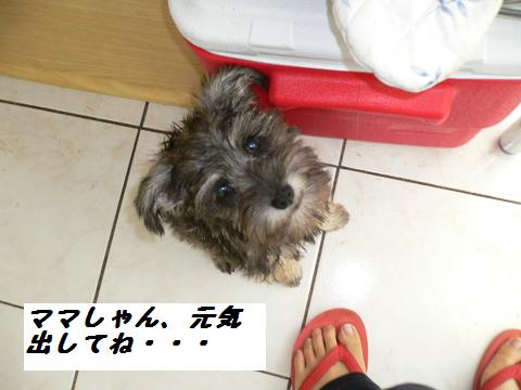 ショコラ～なぐさめの巻