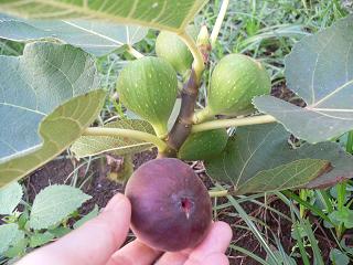 熟れたイチジク