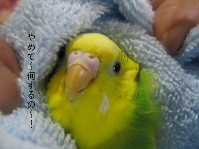 ルーちゃんの場合