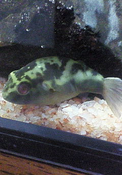 sariba3.jpg