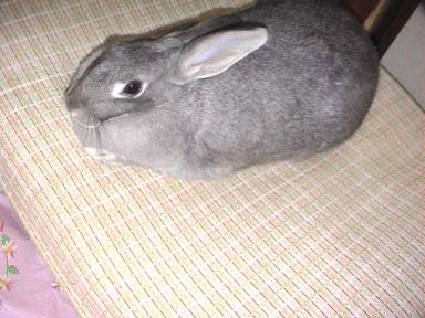 お殿様