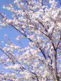 110413サクラ.jpg