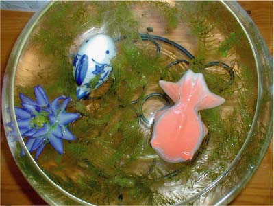 赤ちゃんメダカ鉢