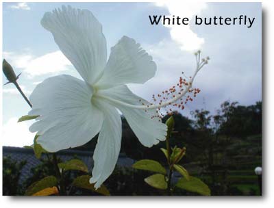 ハイビスカス”ホワイトバタフライ”