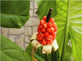 クワズイモの花が咲いて２ヶ月 赤い実が出来たよ マリリンのお気に入り 楽天ブログ