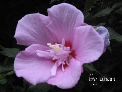 img-flower-70