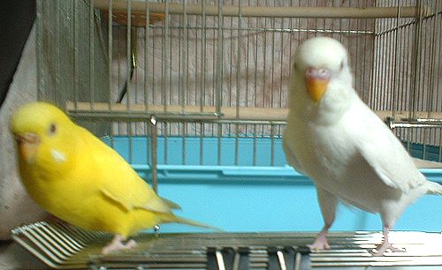 ピピちゃんに会いたい セキセイインコがやってきた 楽天ブログ