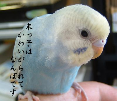 ふれあい 涙 セキセイインコがやってきた 楽天ブログ